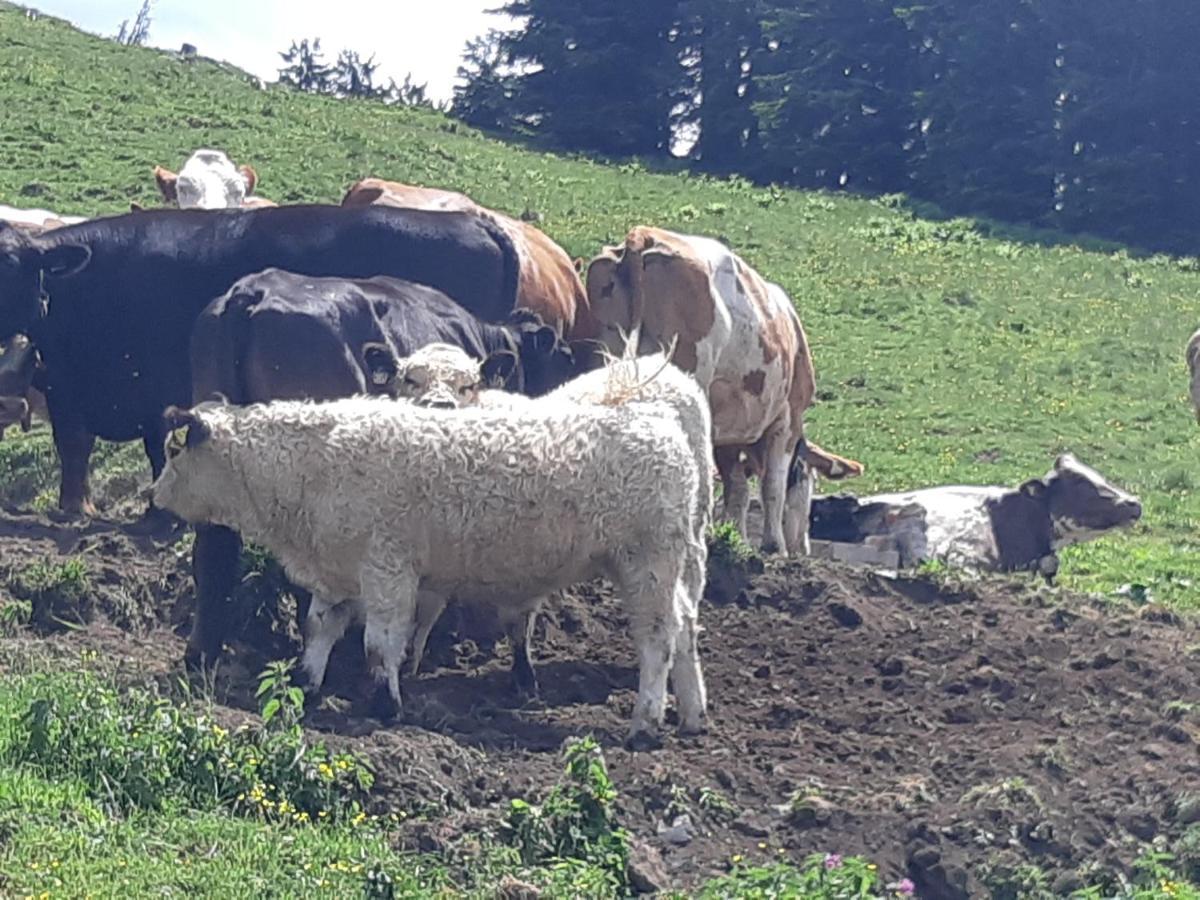 Appartement Freiraum Sankt Martin am Tennengebirge Bagian luar foto